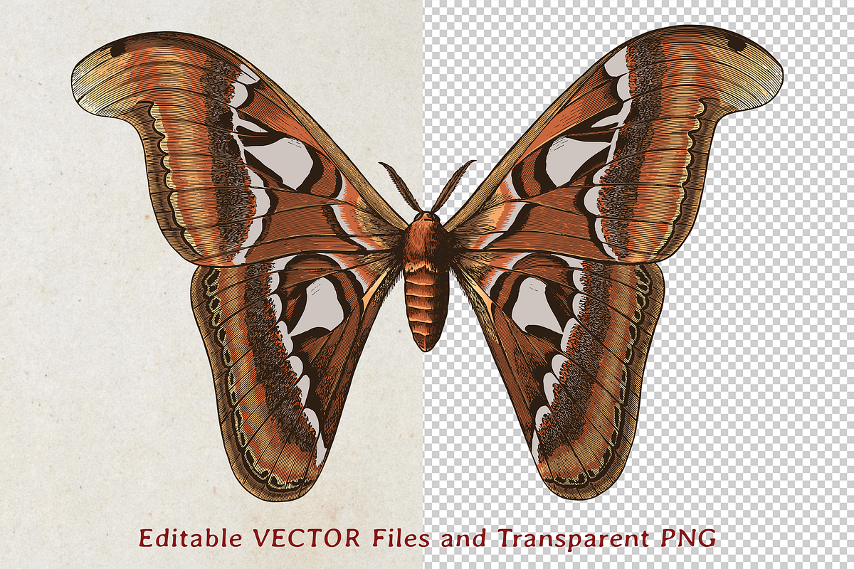 Moth Illustration Vector Set, an Illustration by Kusumaillustration (Photo 2 of 11)