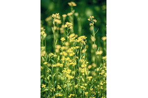 Rapeseed spring flowers, a Nature Photo by Nature and travel