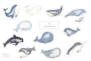 WHALES watercolor collection, an Animal Illustration by OlliArtDesign (Thumbnail 3 of 9)