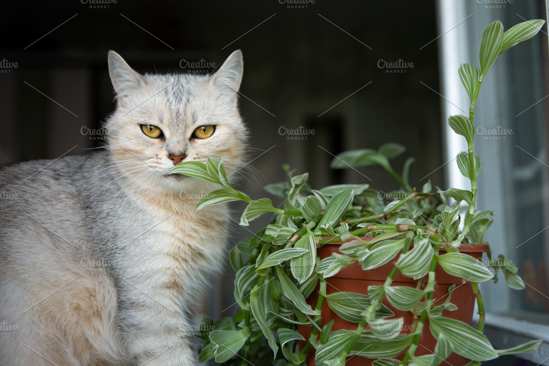 Curious grey cat sitting beside a potted green houseplant near a window, with s, an Animal Photo by Ales Munt