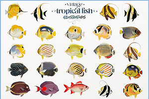 Vintage tropical fish illustrations