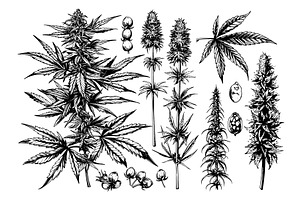 Hemp ink sketch vector set. Bush, an Object Illustration by Stock-Smart-Start