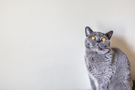 British shorthair cats stock picture