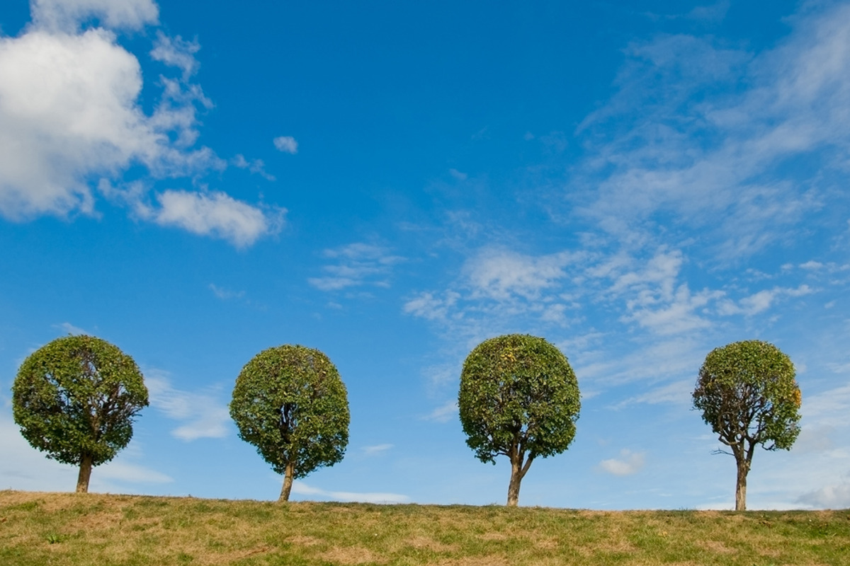 Trees against the sky. Sunny day. preview 4
