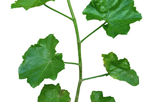 Font view isolated green plant with leaves, a Nature Photo by DanFLCreativo