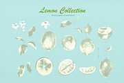 Lemon Collection, a Food Illustration by oKOLOstyle (Thumbnail 7 of 8)
