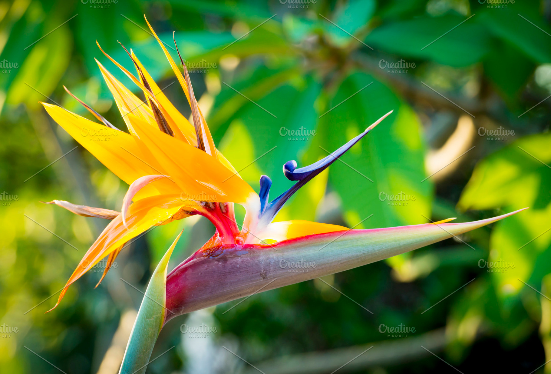 Bird Of Paradise Flower, a Nature Photo by THP Creative