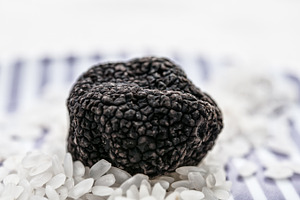 mushrooms black truffle on a plate w