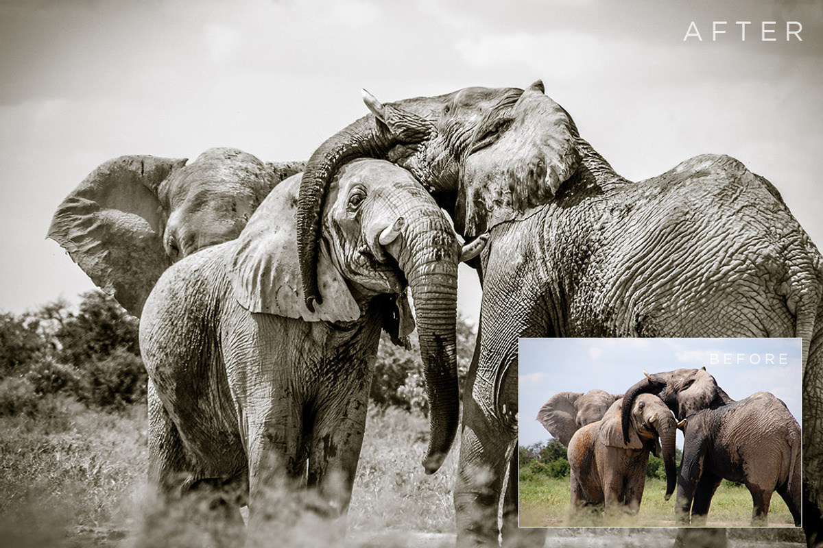 Monochromatic Lightroom Presets 1, a Preset Add-On by ShutterSweets (Photo 3 of 5)