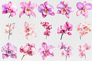 Watercolor Pink Orchid Clipart, a Seasonal Illustration by Rose Art (Thumbnail 4 of 6)
