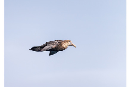 Southern giant petrel flying, an Animal Photo by Backyard Stock