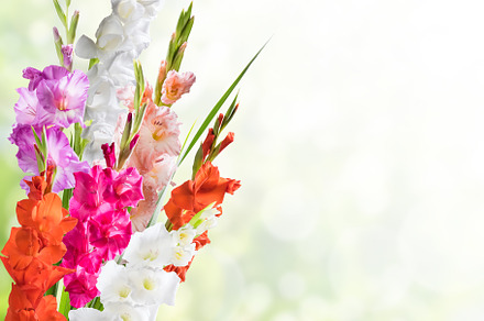 Nature background witn gladiolus featuring aroma, background, and beautiful, a Holiday Photo by firewings