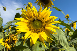 Bees On Sunflower, a Nature Photo by THP Creative