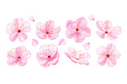 Pink sakura flowers collection., an Object Illustration by Yayasya (Thumbnail 1 of 3)