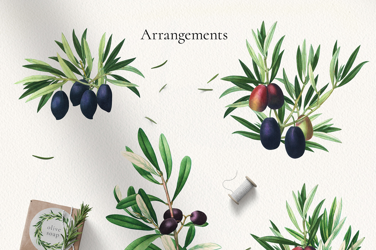 Vintage Olive Graphic Collection, a Decorative Illustration by Olga Begak Art & Design (Photo 5 of 11)