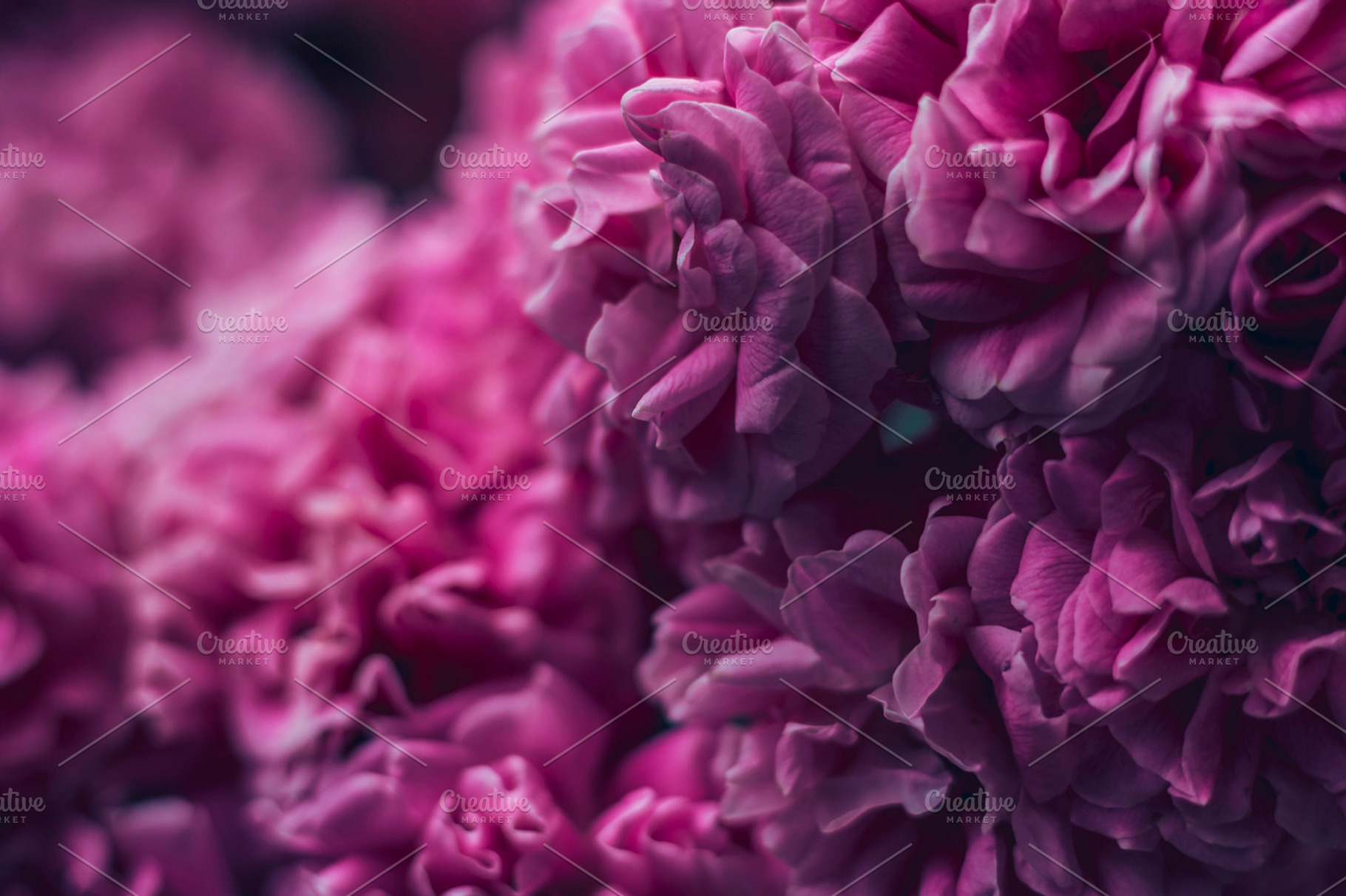 Floral background featuring flowers, floral, and botanical, a Nature Photo by LidiaP