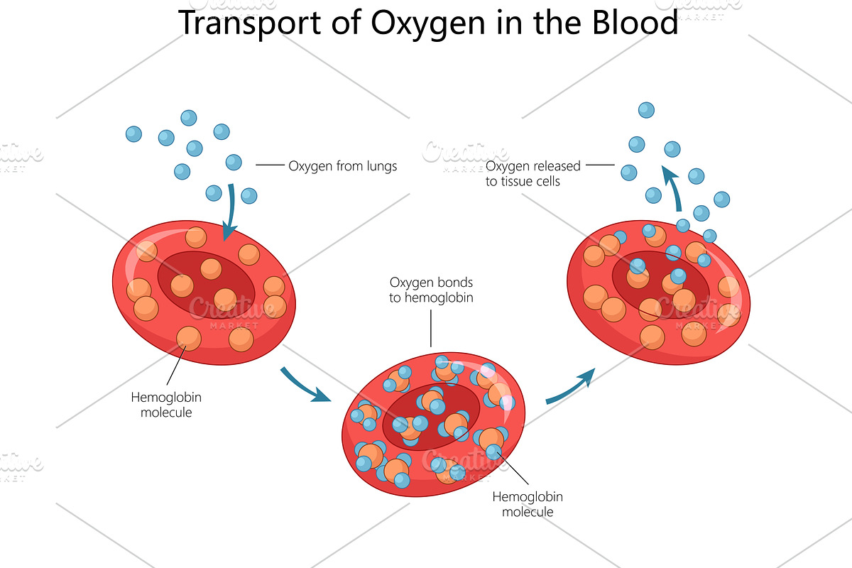 Oxygen Transport in Blood structure, a Healthcare Illustration by AlexArt