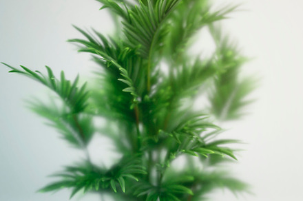 Green Pine Needles Texture preview 5