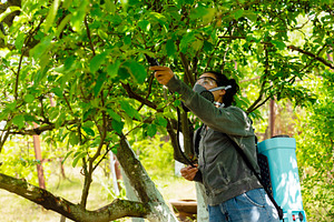 Person in protective gear sprays trees in a green orchard. Concept of agricultu, a Person Photo by Ales Munt