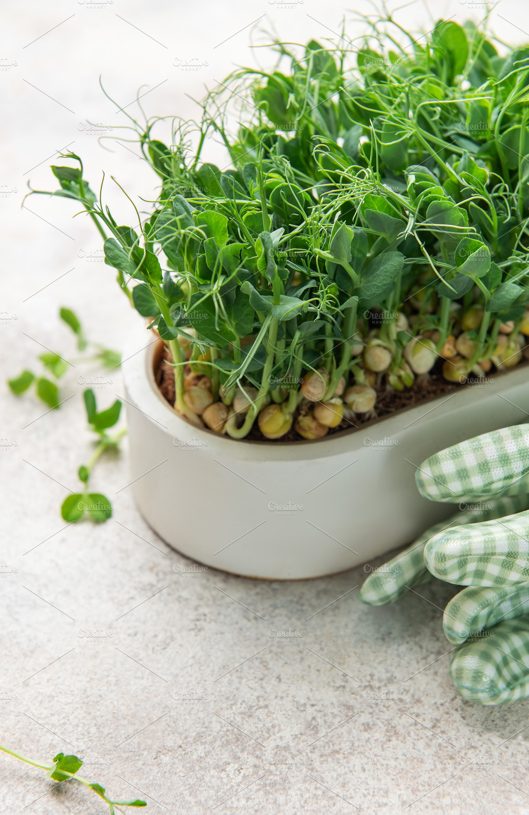 Fresh pea microgreens growing in white planter with gardening gl, a Food & Drink Photo by Olena Rudo