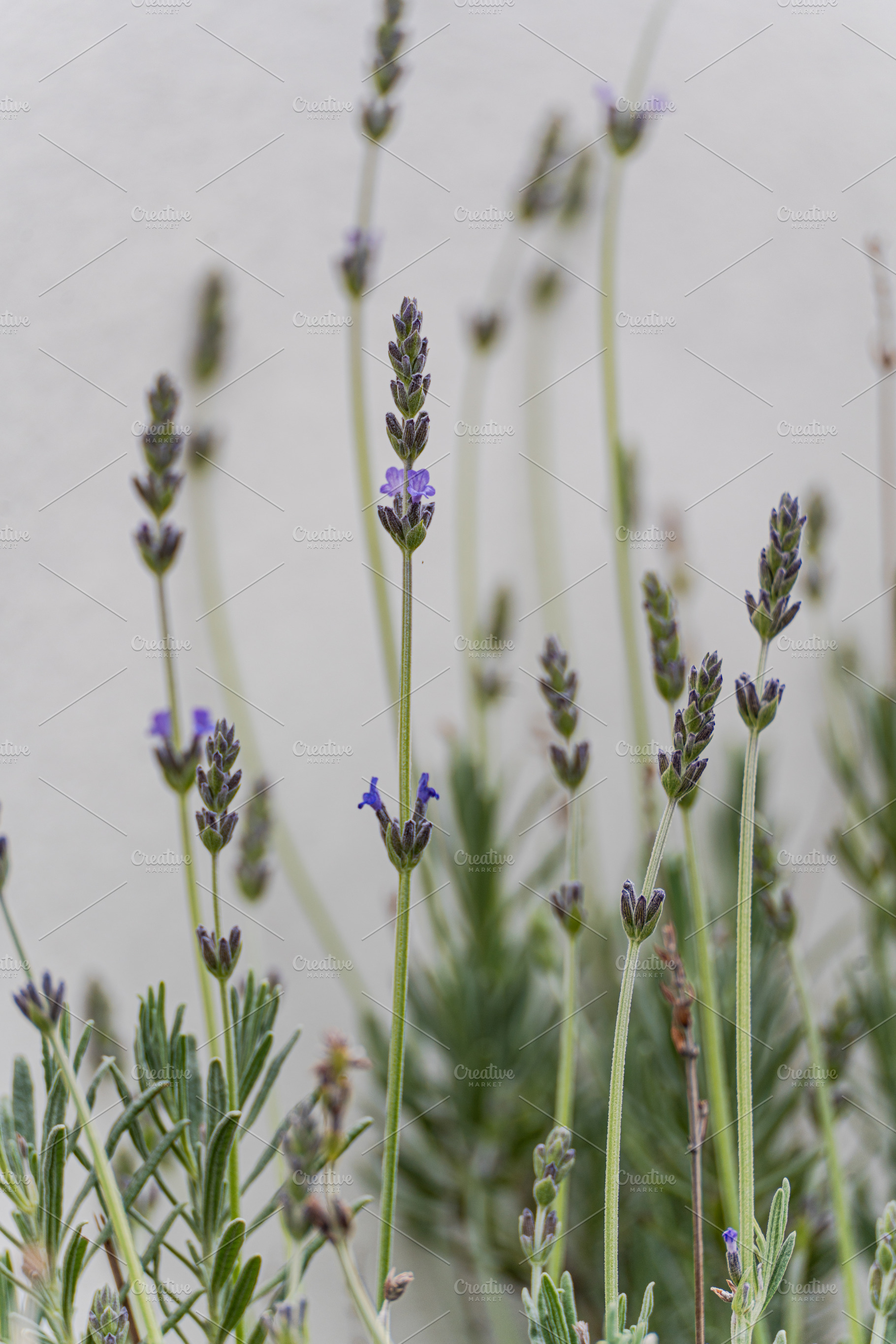 Close up of lavender flower in the garden, a Nature Photo by Anna Bogush