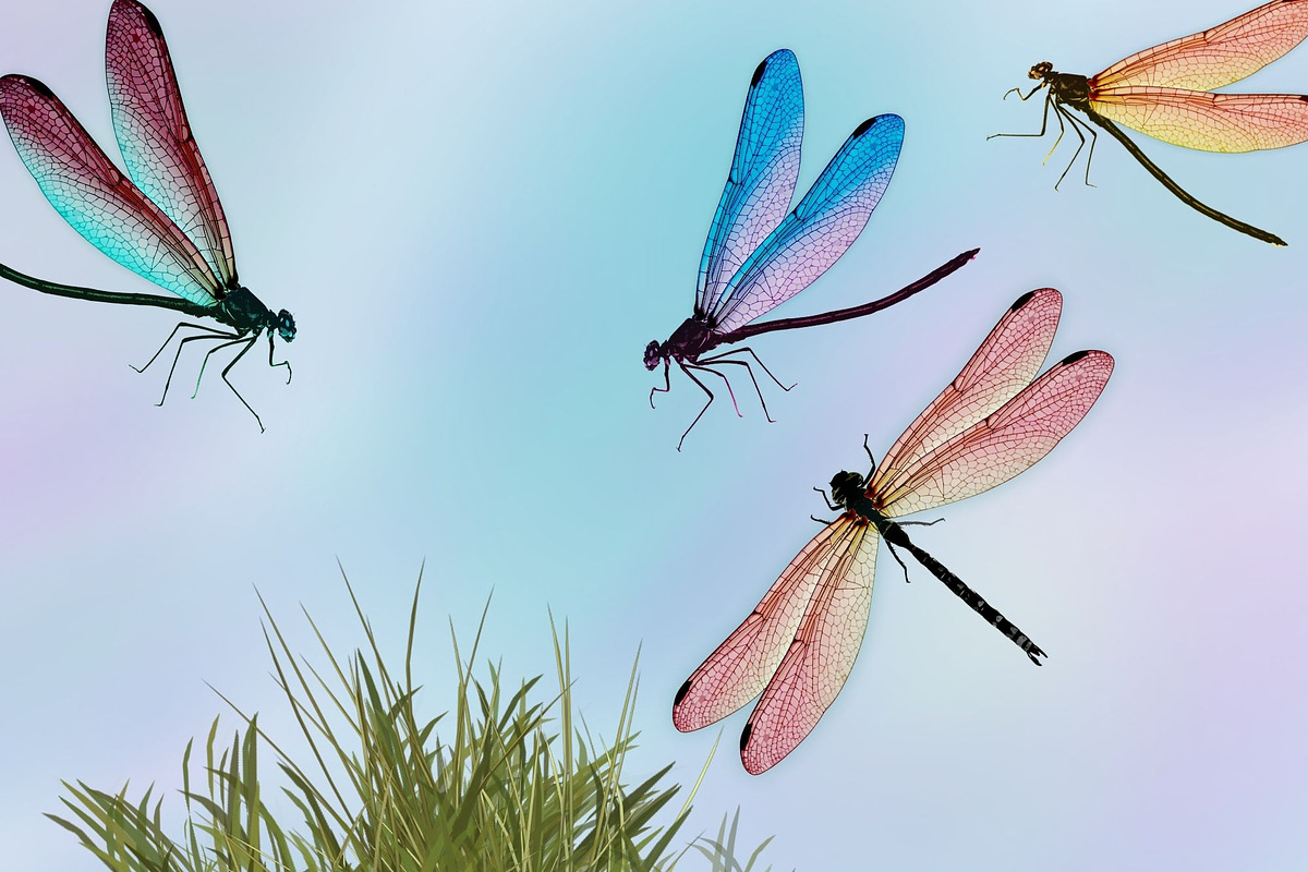Watercolor Dragonflies Clip Art, an Illustration by Kandace Lalo Designs (Photo 2 of 6)