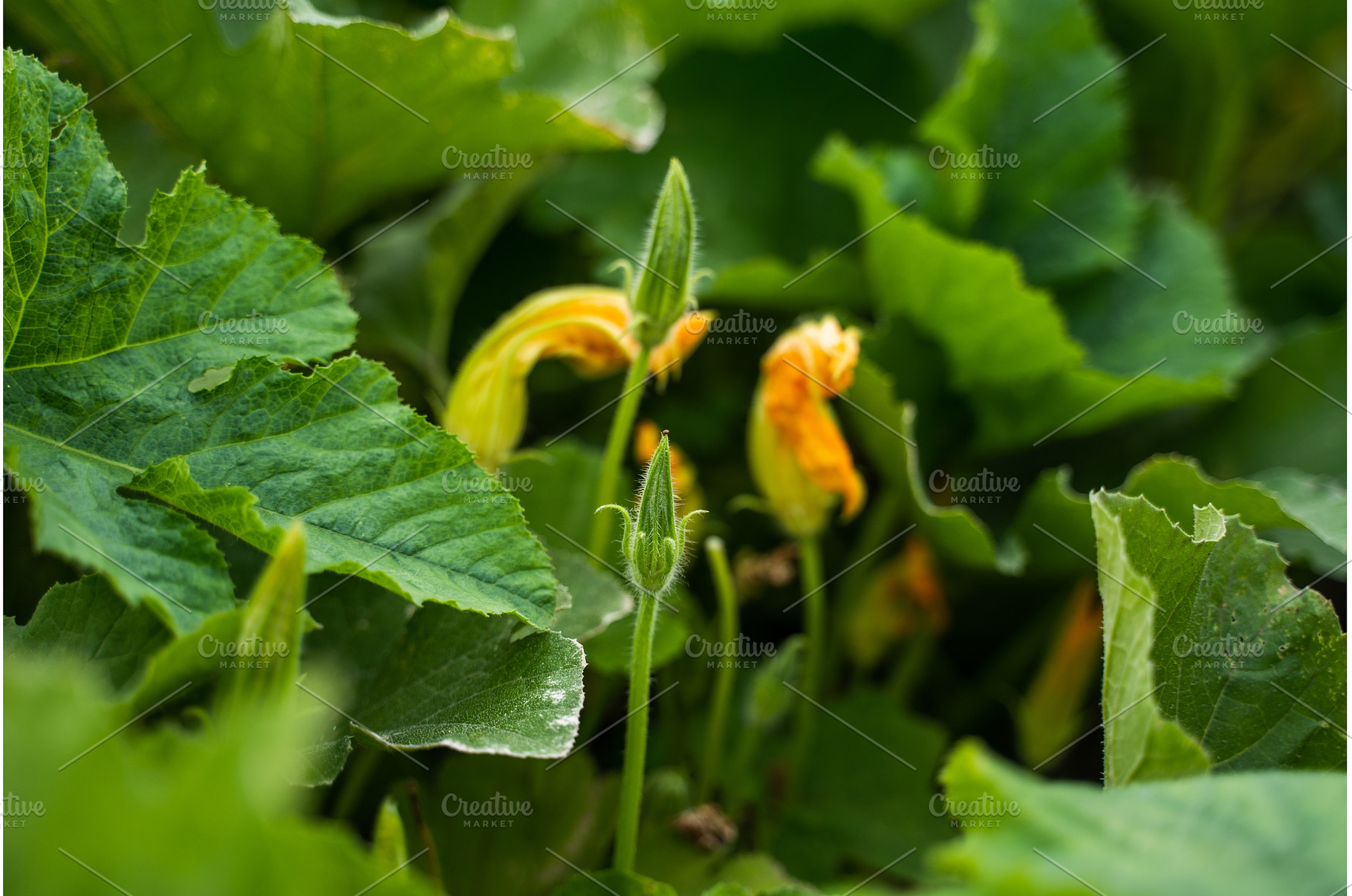 Zucchini plant growing in an organic, a Nature Photo by volodymyrshtun13795
