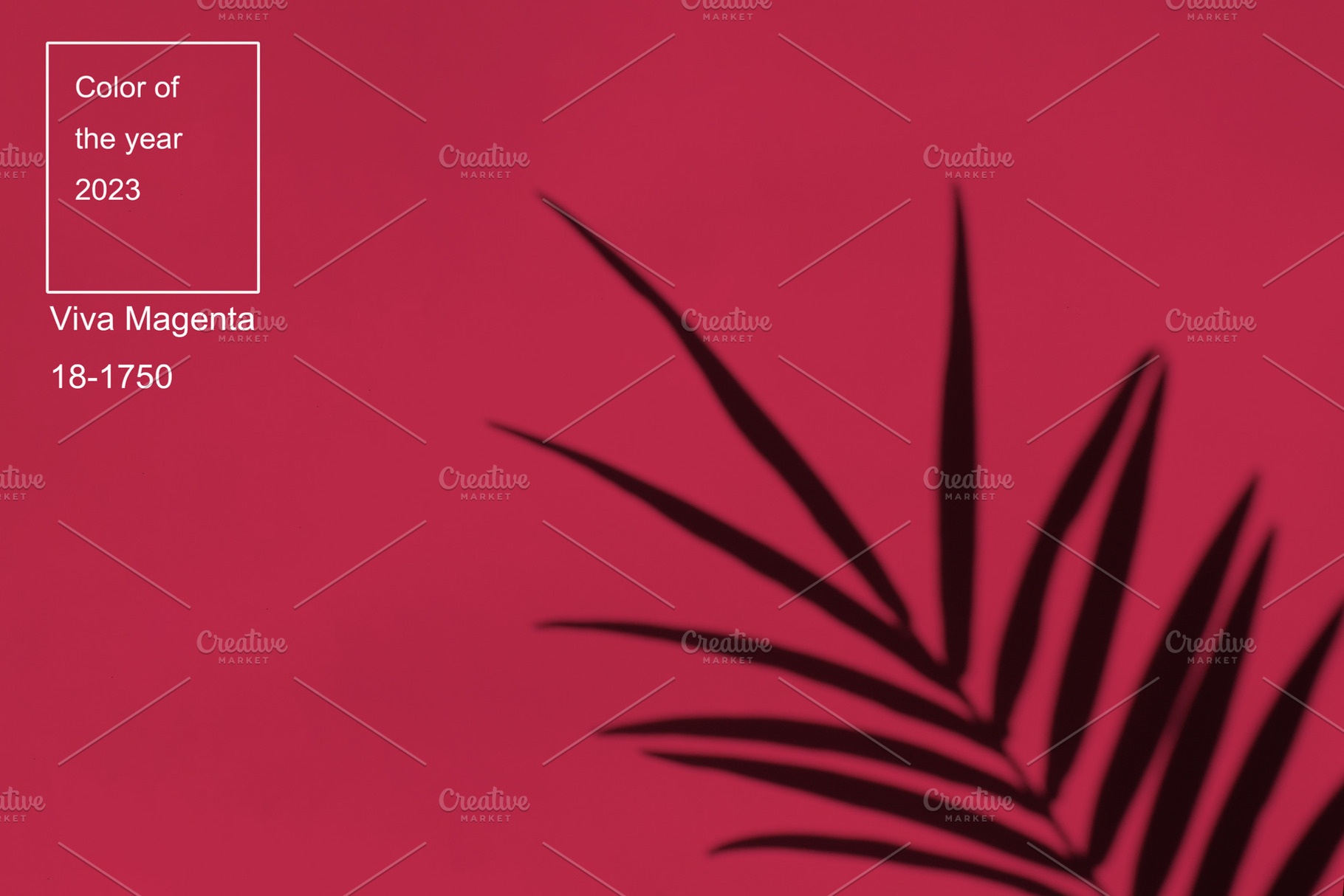 Viva magenta color of the year 2023. Palm leaves and their shadow on an backgro, an Arts & Entertainment Photo by Detriana