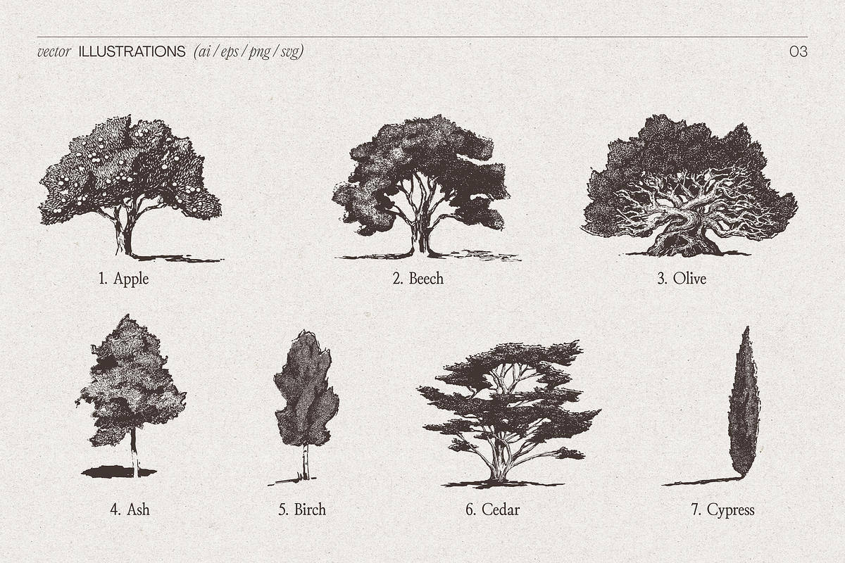 High Detail Tree Sketches Collection, an Object Graphic by TheMountBirdStudio (Photo 4 of 7)