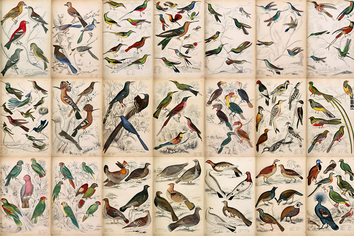 A Journal of Natural History, an Animal Illustration by Dene Studios (Photo 7 of 10)