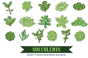 16 Succulets Hand Drawn Clipart