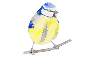 Clipart Watercolor Bird Bundle, an Illustration by Foxery Digital (Thumbnail 6 of 6)