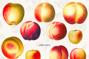 Vintage Peach Graphic Collection #03, an Object Graphic by Olga Begak Art & Design (Thumbnail 8 of 8)
