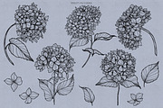Hydrangea Procreate Stamps, a Brush Add-On by Dervik Art Store (Thumbnail 3 of 4)