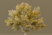 The Siberian Elm Tree, a Plants & Tree 3D Model by FuturePastCreatives (Thumbnail 2 of 8)