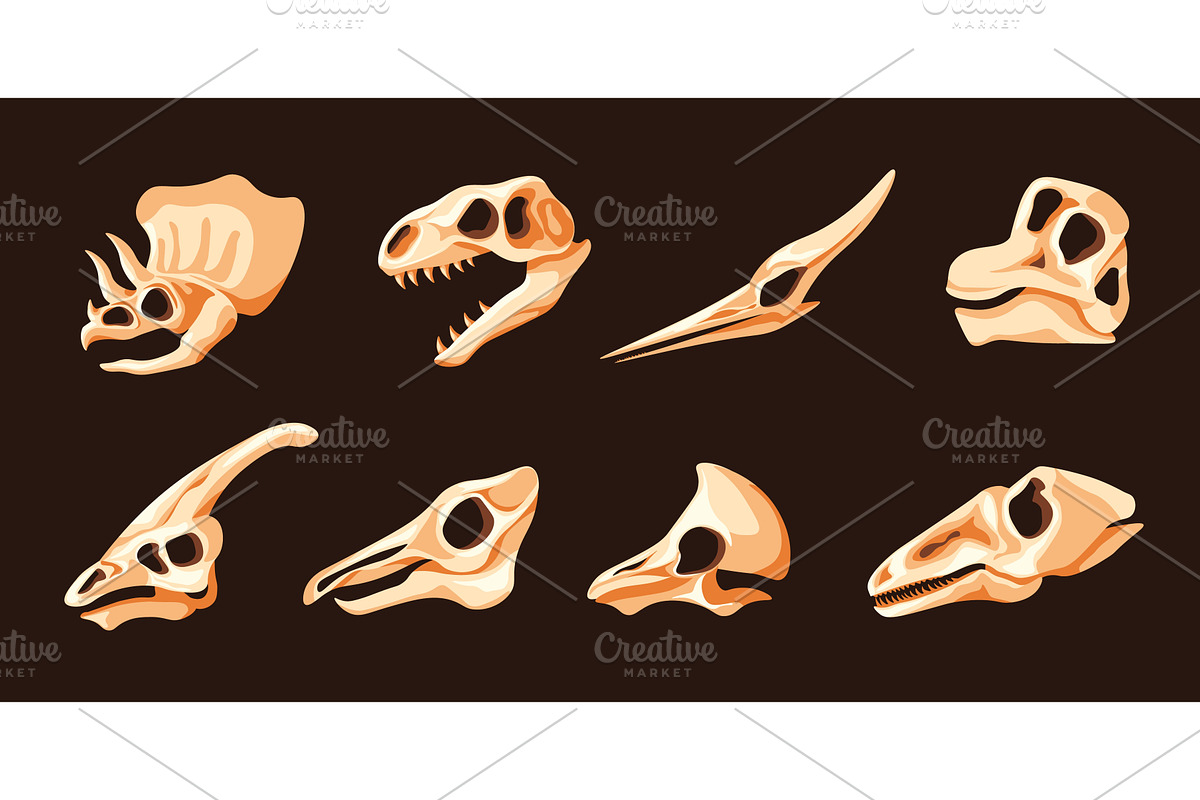 Dinosaurs skulls. Dinosaur head, an Animal Illustration by Stock-Smart-Start