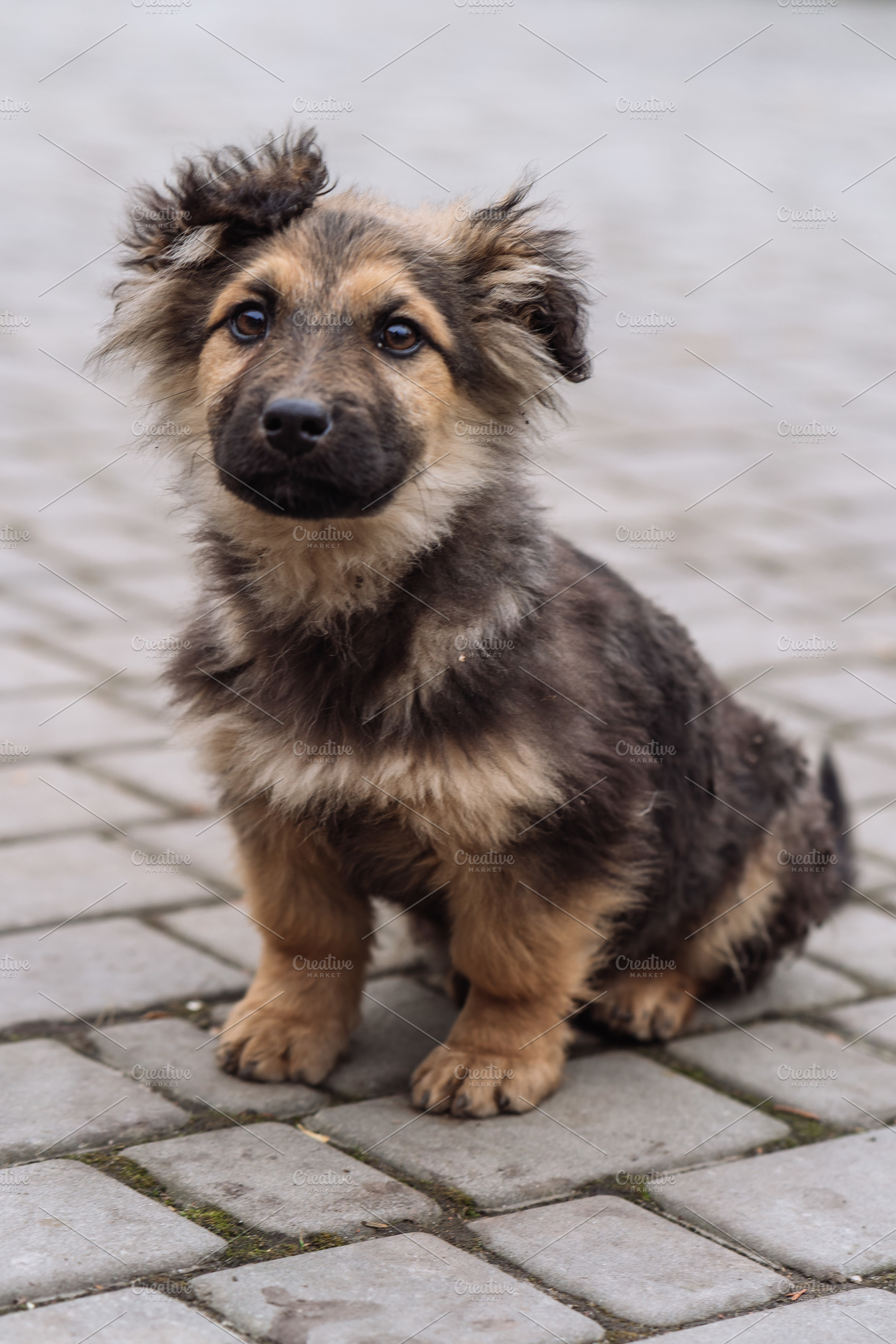 Small Fluffy Puppy Sitting on Paved Path, an Animal Photo by Red Hot Chili Pepper Shop