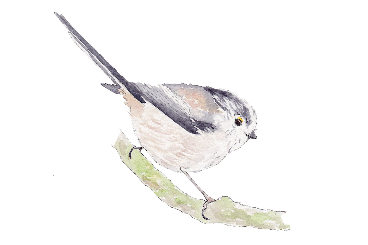 Clipart Watercolor Bird Bundle, an Illustration by Foxery Digital (Photo 3 of 6)