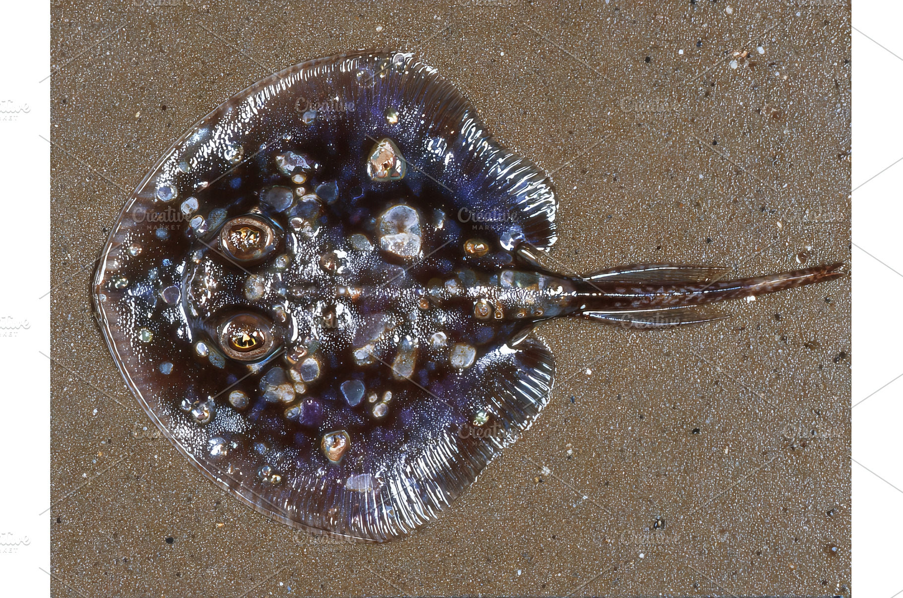 A lifeless skate ray fish and a, an Animal Photo by ZinetroN