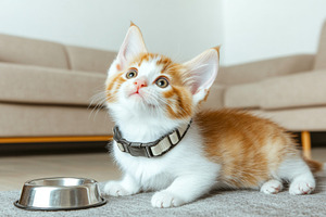 Hungry kitten with empty bowl lookin, a Photo by Dvoevnore photos