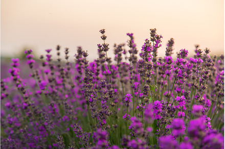 Blooming lavender in the garden, a Nature Photo by yanadjana