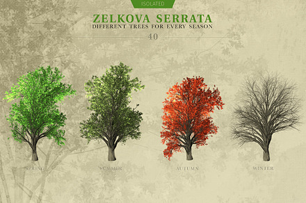 Zelkova Serrata Trees
