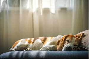 A Beagle dog sleeps on a couch by a, an Animal Photo by MadPhotos