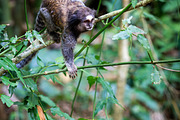 Brazilian Marmoset in the Forest, an Animal Photo by HiLine (Thumbnail 3 of 11)