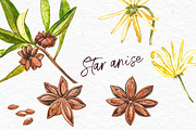 Star anise, Cinnamon, Cardamon, a Food Illustration by Ann Astro (Thumbnail 6 of 6)