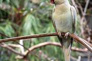 Rose-ringed parakeet perched on a branch on Kangaroo Island, Aus, an Animal Photo by GoodGoods (Thumbnail 1 of 2)