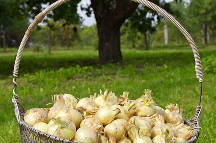 basket of onions, a Photo by Pictures for you!!!!!!!!!