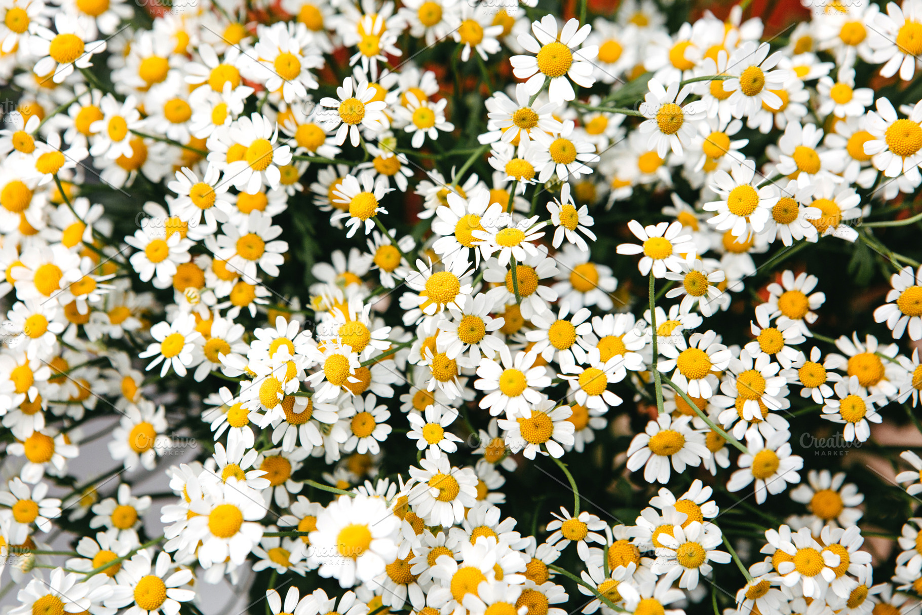 Camomiles containing camomiles, chamomiles, and chamomile, a Nature Photo by Fargana