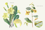 Vintage Flowers Vol.03 - Extra Large, an Illustration by Greta Ivy (Thumbnail 4 of 15)