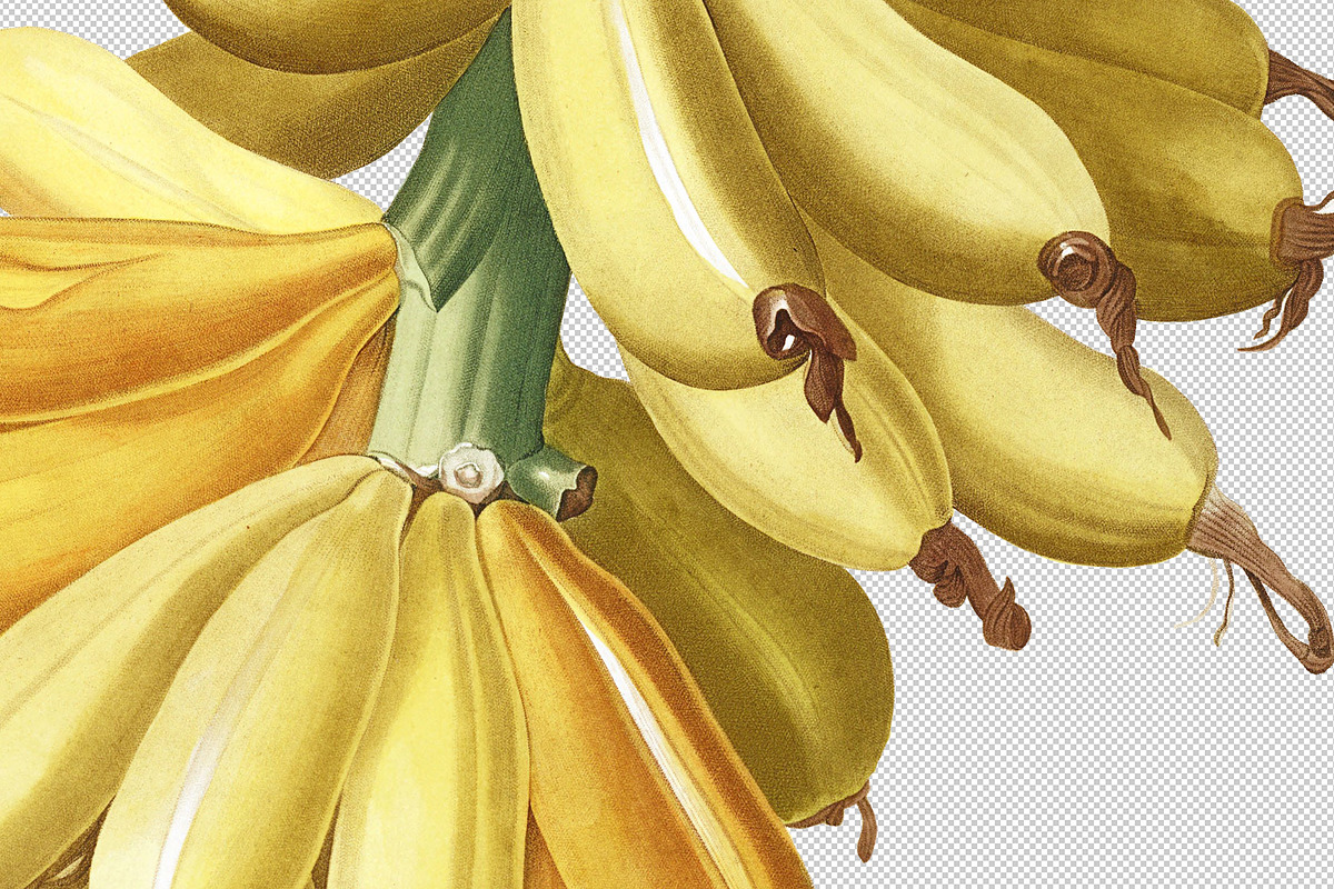 Botanical Illustrations -Fruit, an Illustration by BlackBird Foundry (Photo 3 of 4)